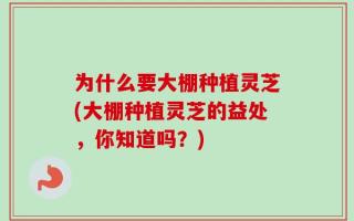 为什么要大棚种植灵芝(大棚种植灵芝的益处，你知道吗？)