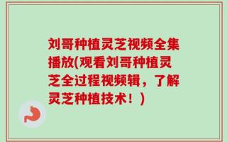刘哥种植灵芝视频全集播放(观看刘哥种植灵芝全过程视频辑，了解灵芝种植技术！)