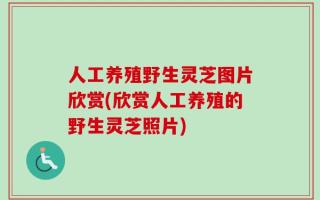 人工养殖野生灵芝图片欣赏(欣赏人工养殖的野生灵芝照片)
