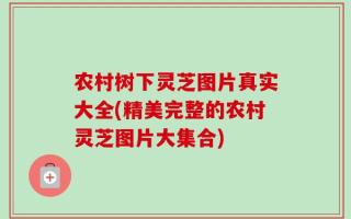 农村树下灵芝图片真实大全(精美完整的农村灵芝图片大集合)