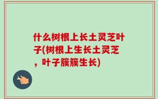 什么树根上长土灵芝叶子(树根上生长土灵芝，叶子簇簇生长)