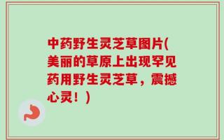 中药野生灵芝草图片(美丽的草原上出现罕见药用野生灵芝草，震撼心灵！)