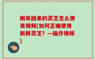 刚采回来的灵芝怎么使用视频(如何正确使用新鲜灵芝？—操作视频)