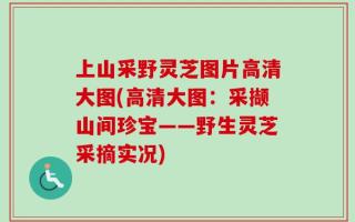 上山采野灵芝图片高清大图(高清大图：采撷山间珍宝——野生灵芝采摘实况)