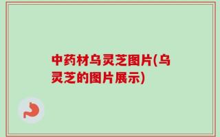 中药材乌灵芝图片(乌灵芝的图片展示)