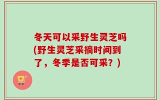 冬天可以采野生灵芝吗(野生灵芝采摘时间到了，冬季是否可采？)
