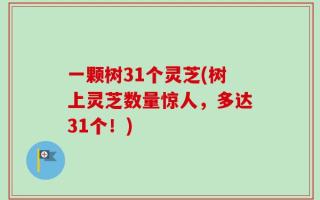一颗树31个灵芝(树上灵芝数量惊人，多达31个！)
