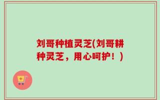 刘哥种植灵芝(刘哥耕种灵芝，用心呵护！)