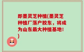 即墨灵芝种植(墨灵芝种植厂落户胶东，将成为山东最大种植基地！)