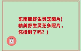 东南亚野生灵芝图片(精美野生灵芝多照片，你找到了吗？)