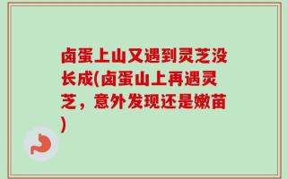 卤蛋上山又遇到灵芝没长成(卤蛋山上再遇灵芝，意外发现还是嫩苗)