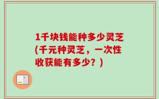 1千块钱能种多少灵芝(千元种灵芝，一次性收获能有多少？)