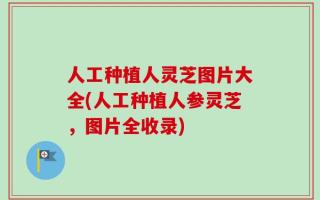 人工种植人灵芝图片大全(人工种植人参灵芝，图片全收录)