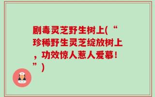 剧毒灵芝野生树上(“珍稀野生灵芝绽放树上，功效惊人惹人爱慕！”)