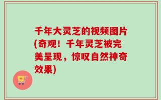 千年大灵芝的视频图片(奇观！千年灵芝被完美呈现，惊叹自然神奇效果)