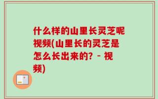 什么样的山里长灵芝呢视频(山里长的灵芝是怎么长出来的？- 视频)
