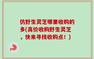 仿野生灵芝哪里收购的多(高价收购野生灵芝，快来寻找收购点！)