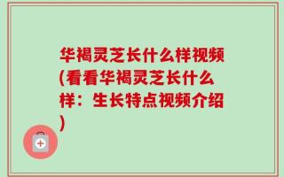 华褐灵芝长什么样视频(看看华褐灵芝长什么样：生长特点视频介绍)