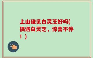 上山碰见白灵芝好吗(偶遇白灵芝，惊喜不停！)