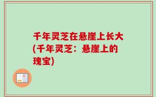 千年灵芝在悬崖上长大(千年灵芝：悬崖上的瑰宝)