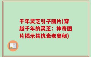 千年灵芝引子图片(穿越千年的灵芝：神奇图片揭示其抗衰老奥秘)
