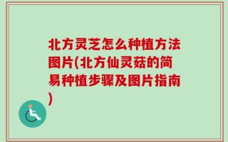 北方灵芝怎么种植方法图片(北方仙灵菇的简易种植步骤及图片指南)