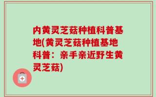 内黄灵芝菇种植科普基地(黄灵芝菇种植基地科普：亲手亲近野生黄灵芝菇)
