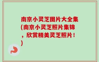 南京小灵芝图片大全集(南京小灵芝照片集锦，欣赏精美灵芝照片！)