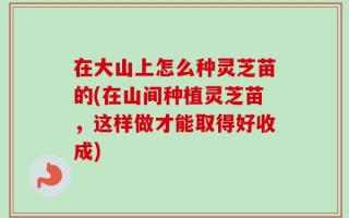 在大山上怎么种灵芝苗的(在山间种植灵芝苗，这样做才能取得好收成)
