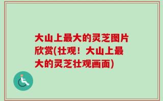 大山上最大的灵芝图片欣赏(壮观！大山上最大的灵芝壮观画面)