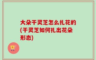 大朵干灵芝怎么扎花的(干灵芝如何扎出花朵形态)