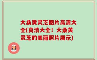 大桑黄灵芝图片高清大全(高清大全！大桑黄灵芝的美丽照片展示)