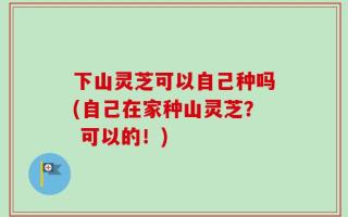 下山灵芝可以自己种吗(自己在家种山灵芝？ 可以的！)