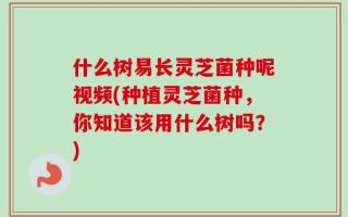 什么树易长灵芝菌种呢视频(种植灵芝菌种，你知道该用什么树吗？)