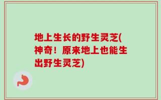 地上生长的野生灵芝(神奇！原来地上也能生出野生灵芝)