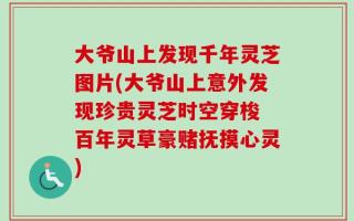 大爷山上发现千年灵芝图片(大爷山上意外发现珍贵灵芝时空穿梭 百年灵草豪赌抚摸心灵)
