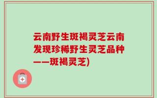 云南野生斑褐灵芝云南发现珍稀野生灵芝品种——斑褐灵芝)
