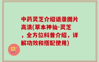 中药灵芝介绍语录图片高清(草本神仙-灵芝，全方位科普介绍，详解功效和搭配使用)