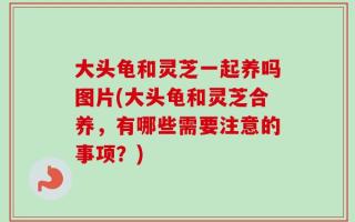 大头龟和灵芝一起养吗图片(大头龟和灵芝合养，有哪些需要注意的事项？)