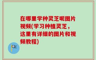 在哪里学种灵芝呢图片视频(学习种植灵芝，这里有详细的图片和视频教程)