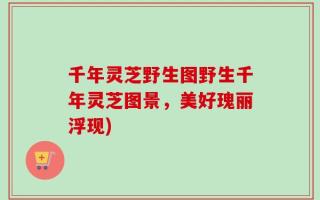 千年灵芝野生图野生千年灵芝图景，美好瑰丽浮现)