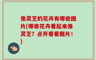 像灵芝的花卉有哪些图片(哪些花卉看起来像灵芝？点开看看图片！)