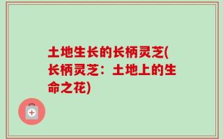 土地生长的长柄灵芝(长柄灵芝：土地上的生命之花)