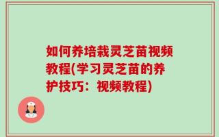 如何养培栽灵芝苗视频教程(学习灵芝苗的养护技巧：视频教程)