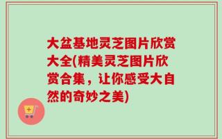大盆基地灵芝图片欣赏大全(精美灵芝图片欣赏合集，让你感受大自然的奇妙之美)