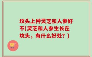 坟头上种灵芝和人参好不(灵芝和人参生长在坟头，有什么好处？)