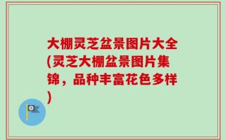 大棚灵芝盆景图片大全(灵芝大棚盆景图片集锦，品种丰富花色多样)