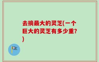 去摘最大的灵芝(一个巨大的灵芝有多少重？)
