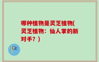哪种植物是灵芝植物(灵芝植物：仙人掌的新对手？)