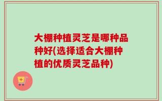 大棚种植灵芝是哪种品种好(选择适合大棚种植的优质灵芝品种)